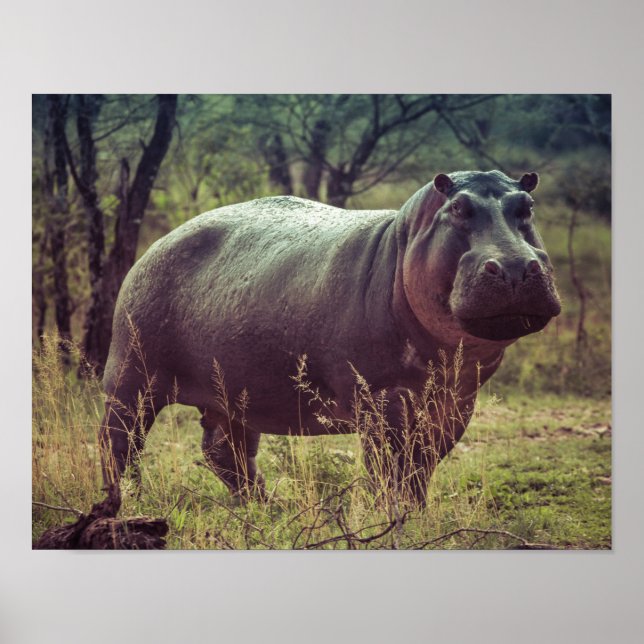 Stehender Hippo-Posing bei Kamera in Africa Foliag Poster (Vorne)