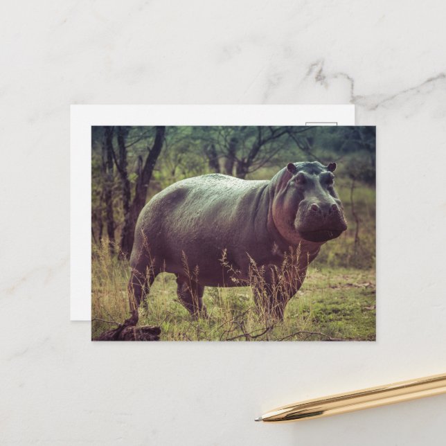 Stehender Hippo-Posing bei Kamera in Africa Foliag Postkarte (Vorderseite/Rückseite Beispiel)