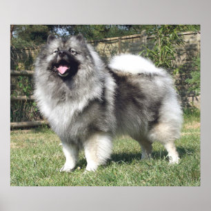 Stehender Keeshond Hund Poster