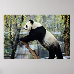 Stehender Panda Poster