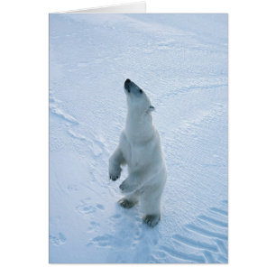 Stehender polarer Bär