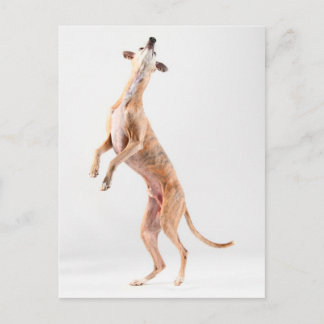 Stehender Whippet Postkarte