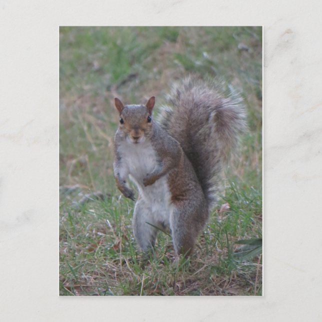 Stehendes Eichhörnchen Postkarte (Vorderseite)