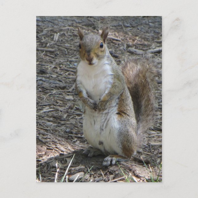 Stehendes Eichhörnchen Postkarte (Vorderseite)