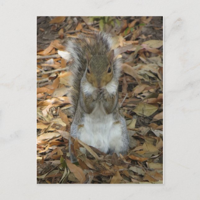 Stehendes Eichhörnchen Postkarte (Vorderseite)