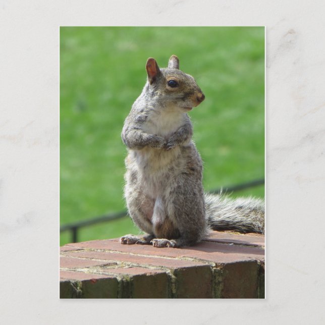 Stehendes Eichhörnchen Postkarte (Vorderseite)