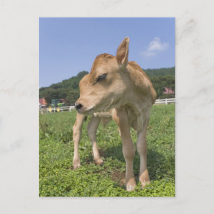 Stehendes Kalb Postkarte