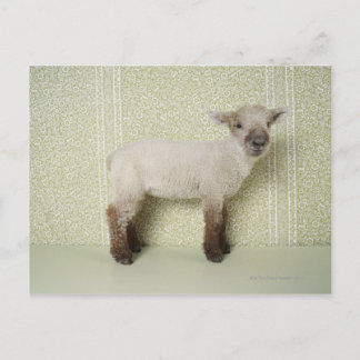 Stehendes Lamm im Innern und florales Tapete Postkarte