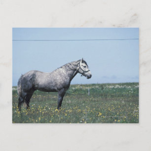 Stehendes Pferd Postkarte