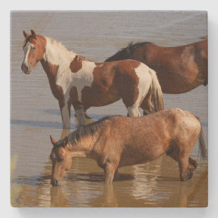 Stein-Achterbahn_Mustangs im Wasser  Steinuntersetzer