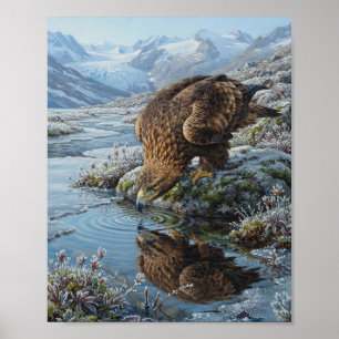Steinadler trinkt am Gletscherfluss - Reflexion Al Poster