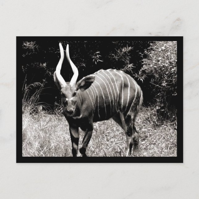 Steinbock Postkarte (Vorderseite)