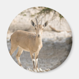 Steinbock - Yael Magnet