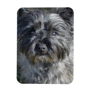 Steinhaufen Terrier stellen gegenüber Magnet