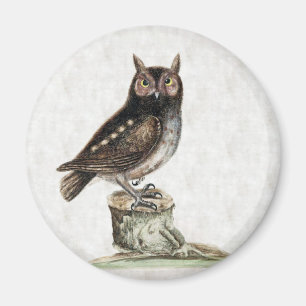 Steinkauz Magnet