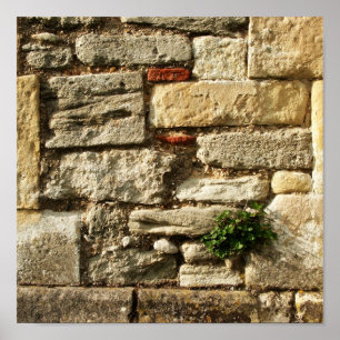 Steinmauer. Mit kleiner Pflanze. Poster