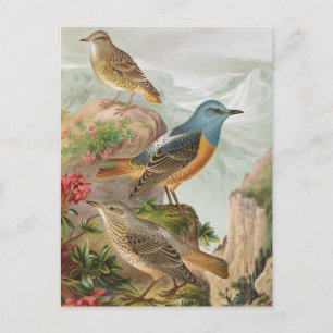 Steinrötel Postkarte