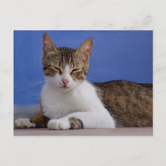 Stella Cat Postcard Postkarte (Vorderseite)