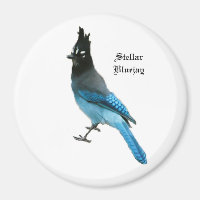 Stellar Blue Jay-Magnet