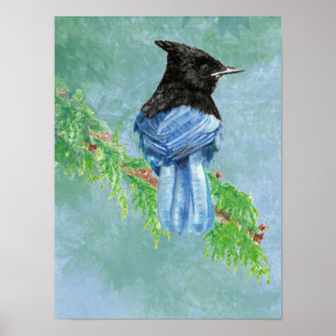 Stellar Jay Bird Nature Poster