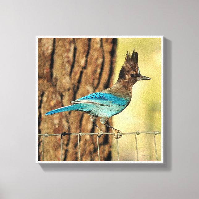 Stellar Jay Leinwanddruck (Vorderseite)