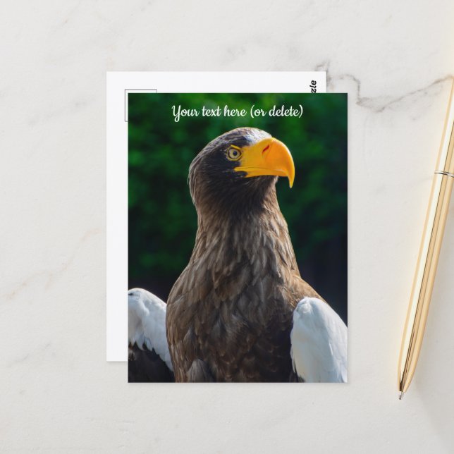 Stellar Sea Eagle Postcard Postkarte (Vorderseite/Rückseite Beispiel)