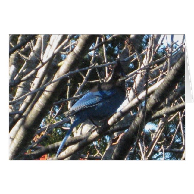 Stellars Jay (Vorderseite (Horizontal))