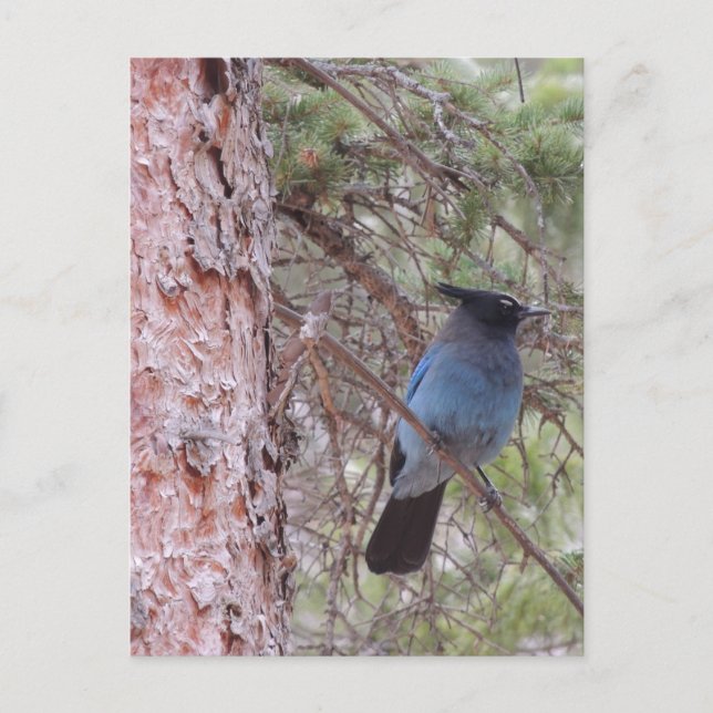 Stellars Jay Postkarte (Vorderseite)