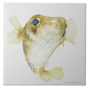 Stelle-Flosse Porcupinefish (Diodon hystrix) Fliese