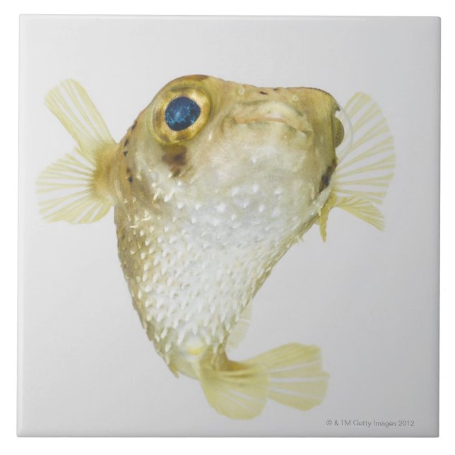 Stelle-Flosse Porcupinefish (Diodon hystrix) Fliese (Vorderseite)