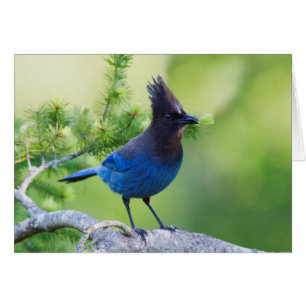 Steller-Jay