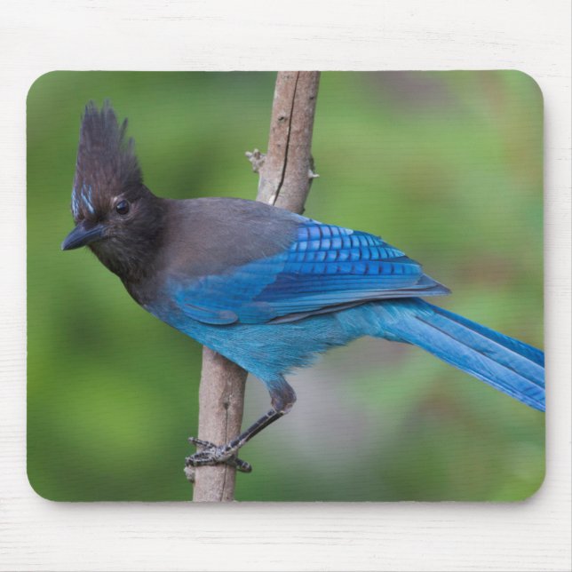 Steller-Jay 1 Mousepad (Vorne)