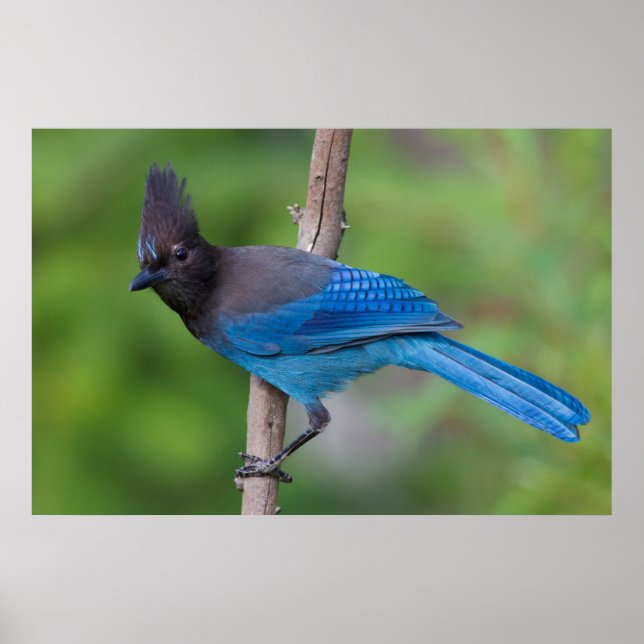 Steller-Jay 1 Poster (Vorne)