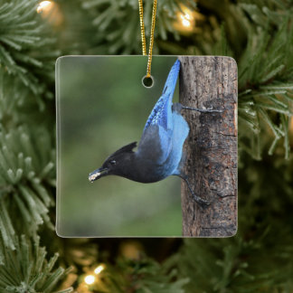 Steller-Jay (Cyanocitta stelleri) Keramikornament