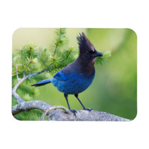 Steller-Jay Magnet