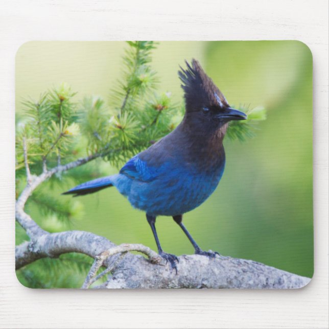 Steller-Jay Mousepad (Vorne)