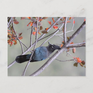 Steller Jay Post Card Postkarte
