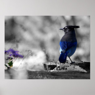 Steller Jay Poster