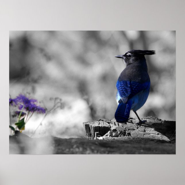 Steller Jay Poster (Vorne)