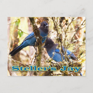 Steller-Jay Postkarte