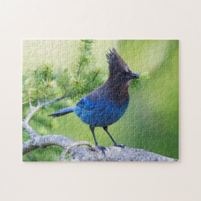 Steller-Jay Puzzle (Horizontal)