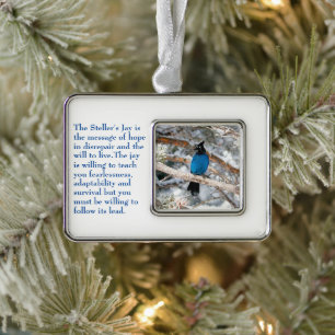 Steller-Jay Rahmen-Ornament Silber