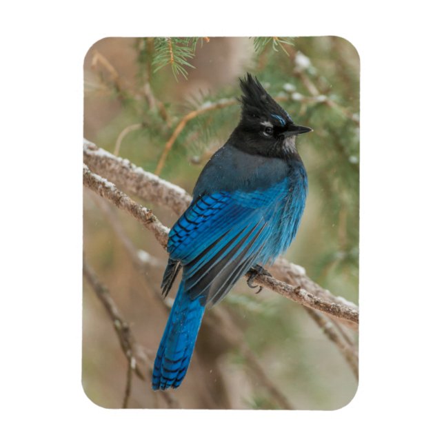 Steller-Jay-Vogel im Baum Magnet (Vertikal)