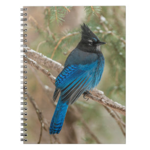 Steller-Jay-Vogel im Baum Notizblock