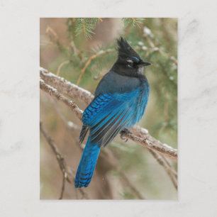 Steller-Jay-Vogel im Baum Postkarte