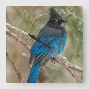 Steller-Jay-Vogel im Baum Quadratische Wanduhr