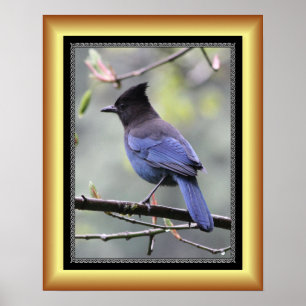 "Steller’s Jay" ~ Golden Frame Series 001 ~ Poster