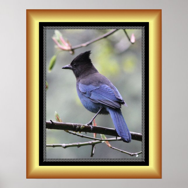 "Steller’s Jay" ~ Golden Frame Series 001 ~ Poster (Vorne)