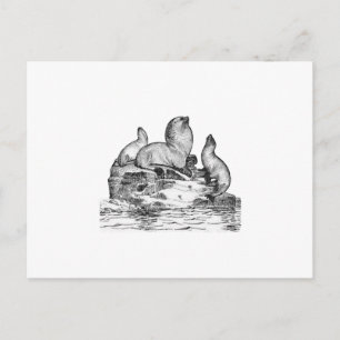 Steller Sea Lion Postkarte