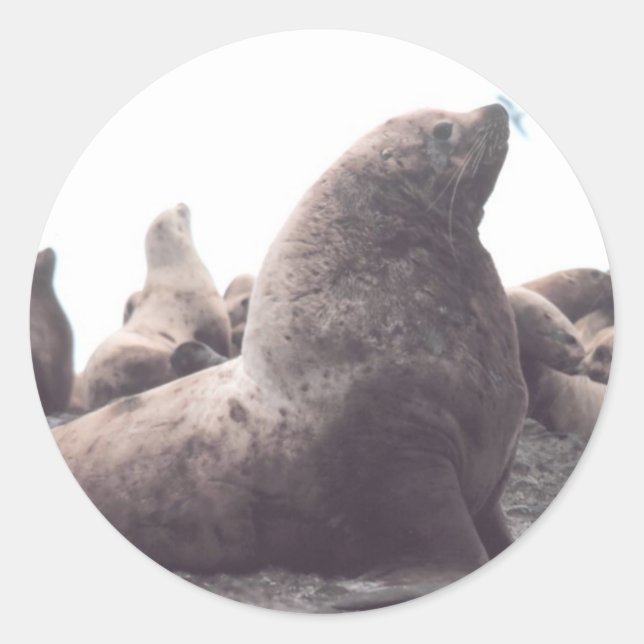 Steller Sea Lion Runder Aufkleber (Vorderseite)